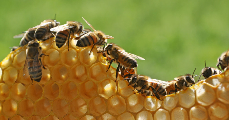 The Expression Hive Off Didn T Come From Beekeeping Columbia Journalism Review