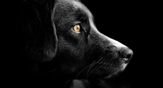 Of Dogs And Their Days Columbia Journalism Review