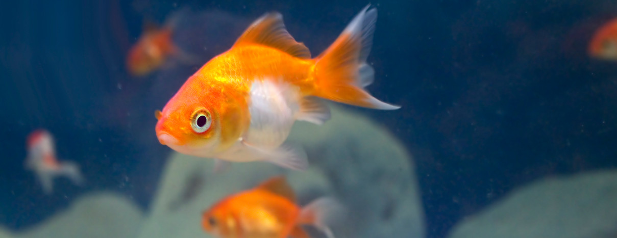 MSNBC public editor: The goldfish network - Columbia Journalism Review